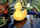 Titus A. Ducksbottom