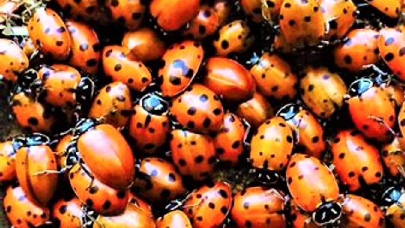 Greg Abbott eradicates lady bug infestation | The Spoof