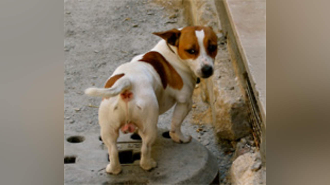 Scientific Study V - Does the sun shine on a dog's ass some days