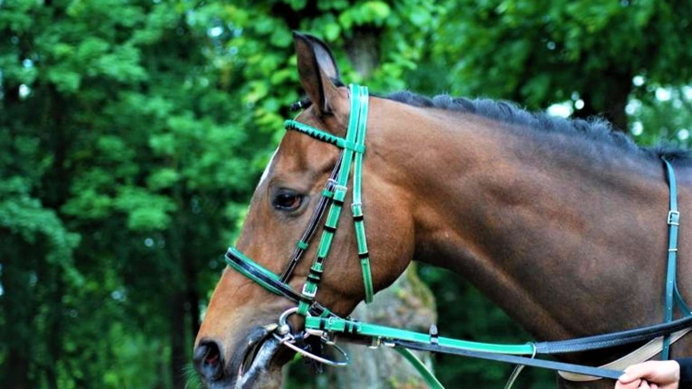 thoroughbred rocking horse