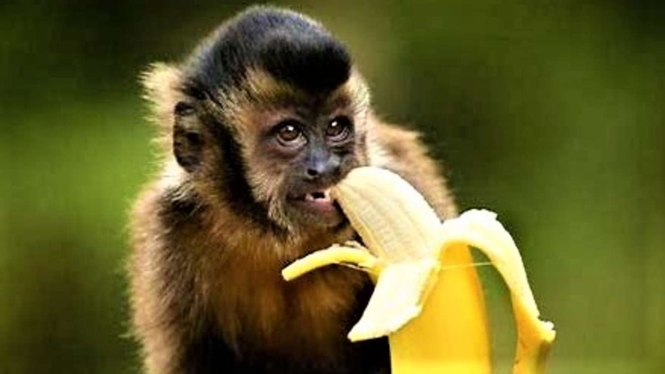 A monkey likes bananas. Обезьяна. Обезьянка и бананы. Обезьяна ест банан. Обезьяна с бананом.