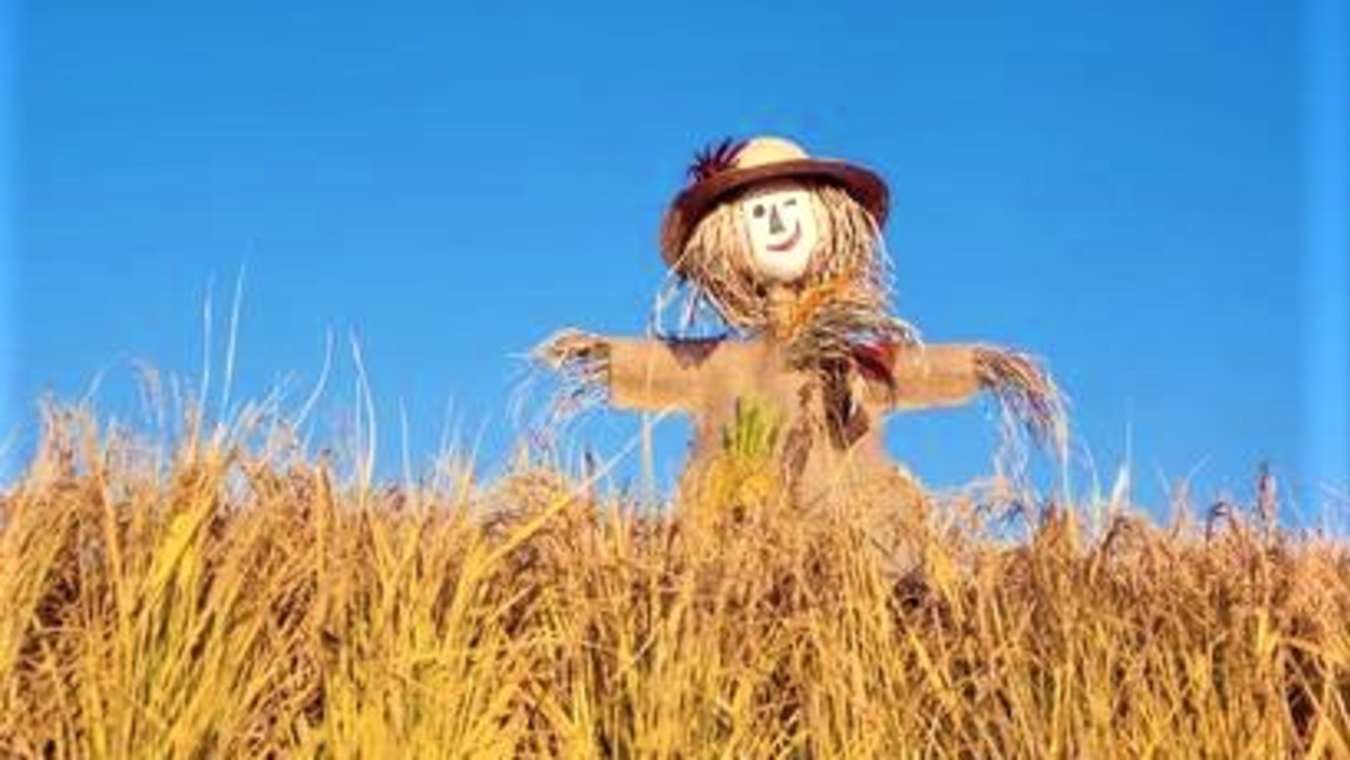 kansas-farmers-report-scarecrows-no-longer-work-the-spoof