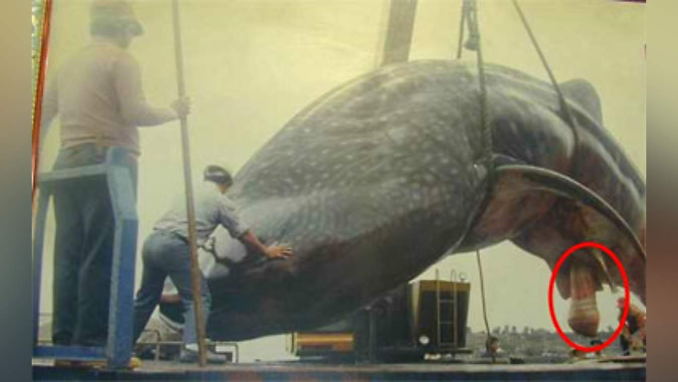 сколько в длину член кита фото 12