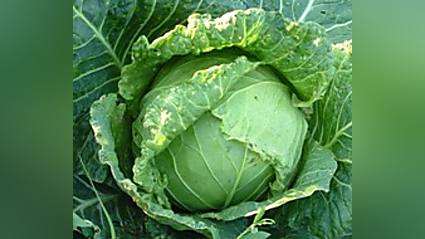 Funny story - Men Died After Eating Cabbage