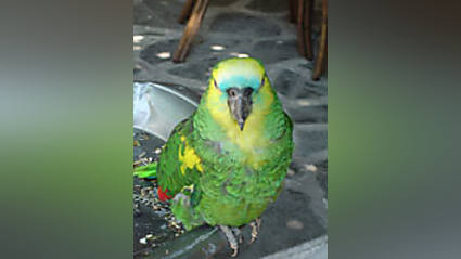 Funny story - Lost Parakeet Tweets His Home Address, Starts Trend