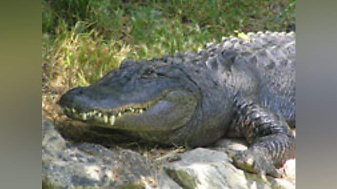 Florida Bans The Phrases See You Later Alligator And After A While Crocodile The Spoof