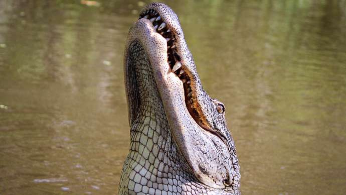 image for Tilly the traveler - Massive Gator 'Big Don' at Florida Golf Course